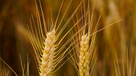 Пшеница на бирже во Франции подешевела до минимума за месяц